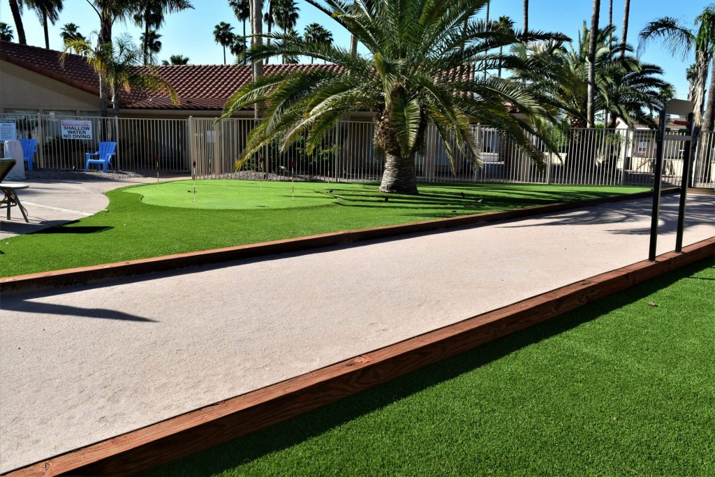 green palm tree near brown wooden fence